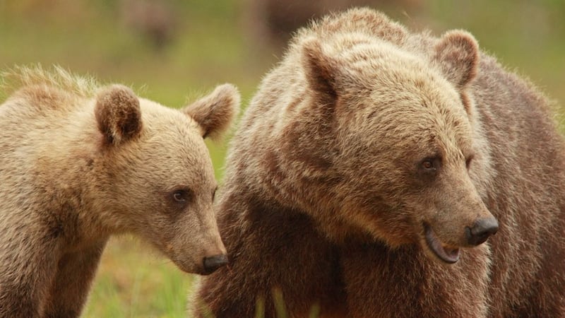 Hunters have changed the cub-rearing behaviour of female brown bears in Sweden.