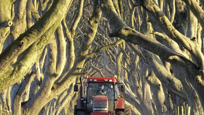 The Dark Hedges in Co Antrim are among the most photographed natural landmarks in Ireland 