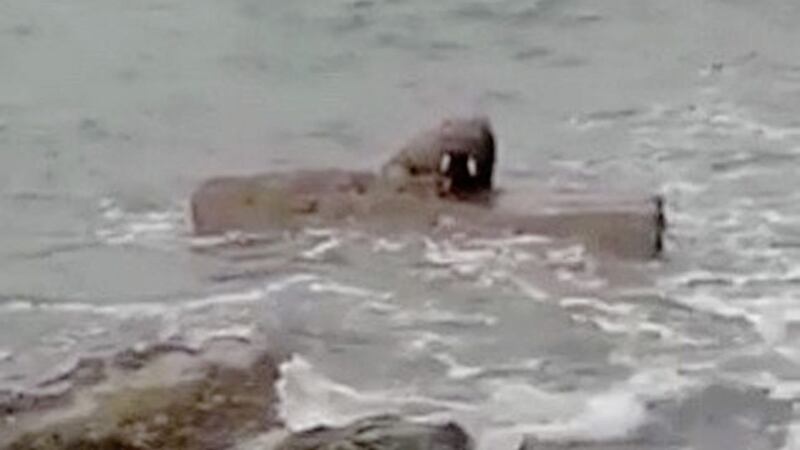 An Arctic Walrus was seen on Valentina Island in Co Kerry at the weekend. Image from Alan Houlihan/Irish Whale and Dolphin Group 