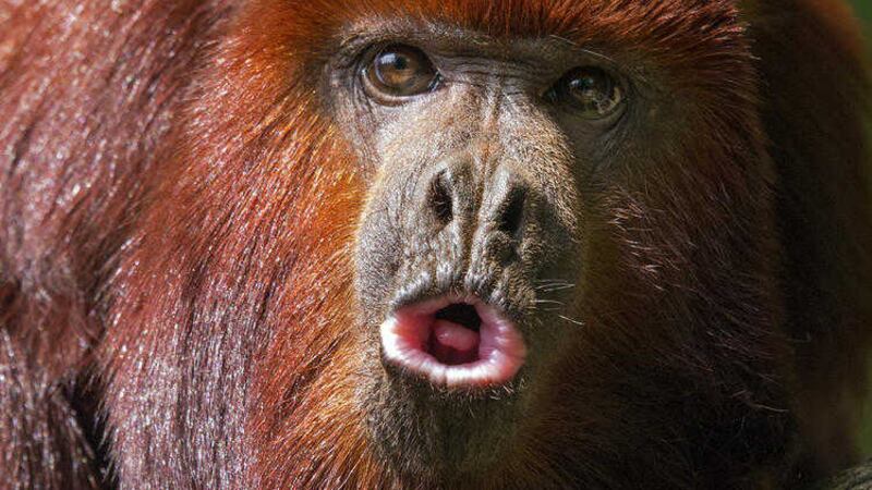 Belfast Zoo has welcomed two new nosy arrivals, Venezuelan red Howler Monkeys to its monkey house