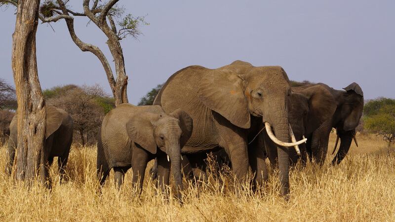 The ban on importing elephant trophies was brought in by the Obama administration in 2014.