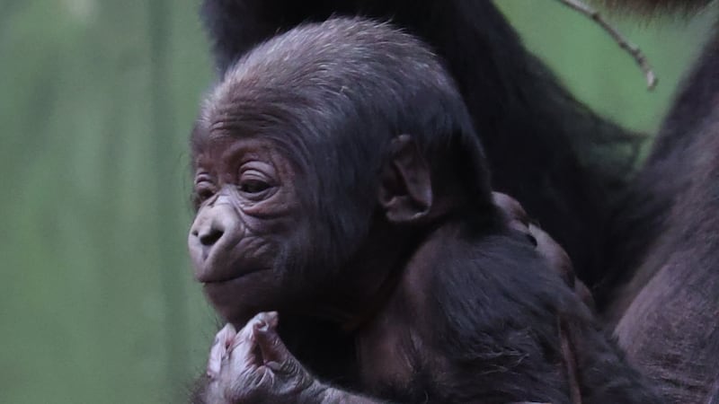 Western lowland gorilla born to Effie at London Zoo