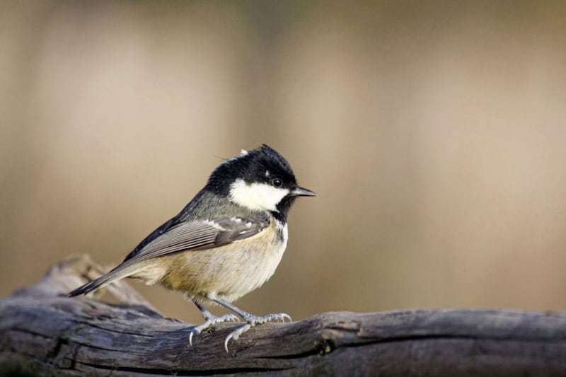 This is a coal tit 