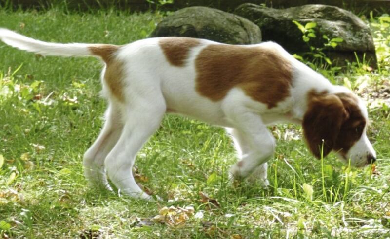 The popular Irish Red &amp; White Setter, from The Curious History of Irish Dogs 