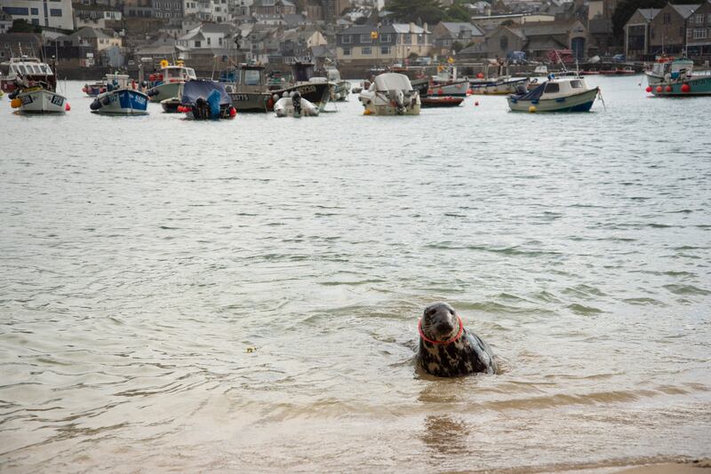 The female seal was spotted by members of the public with in St Ives harbour with the the plastic frisbee around its neck (Cornish Seal Sanctiary/PA)
