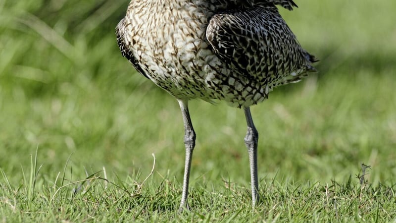 The Eurasian Curlew, RSPB. 