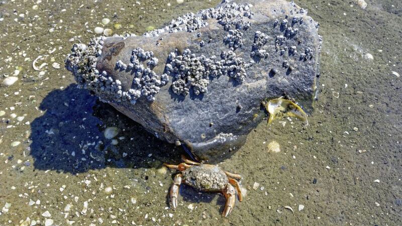 The shore crab, carcinus maenas, lurks around Irish shores 