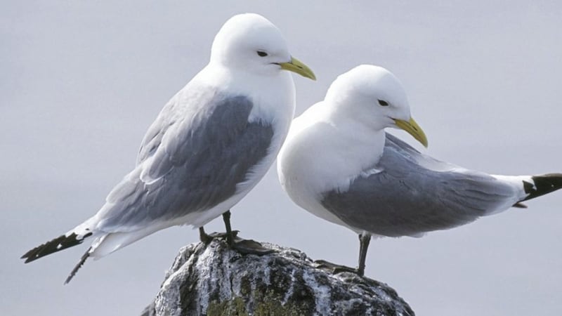 Some of the spectacular seabirds that can be seen on Rathlin Island. Picture by Andy Hay/ RSPB 
