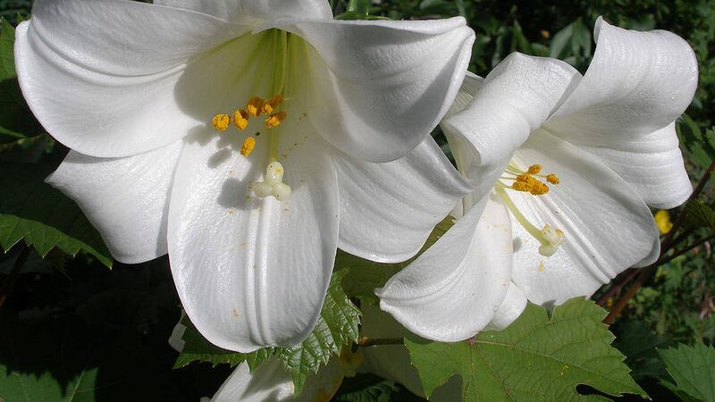 A white lily 