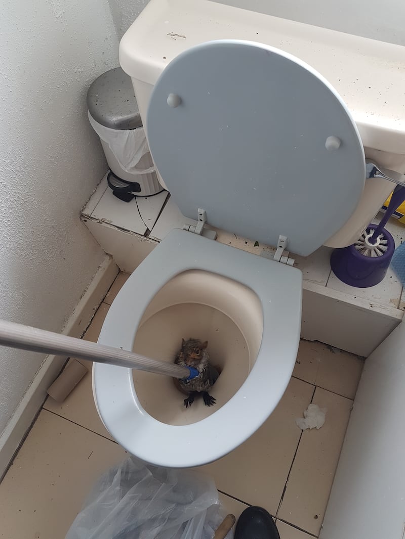 A squirrel stuck in a toilet at a student house (RSPCA)