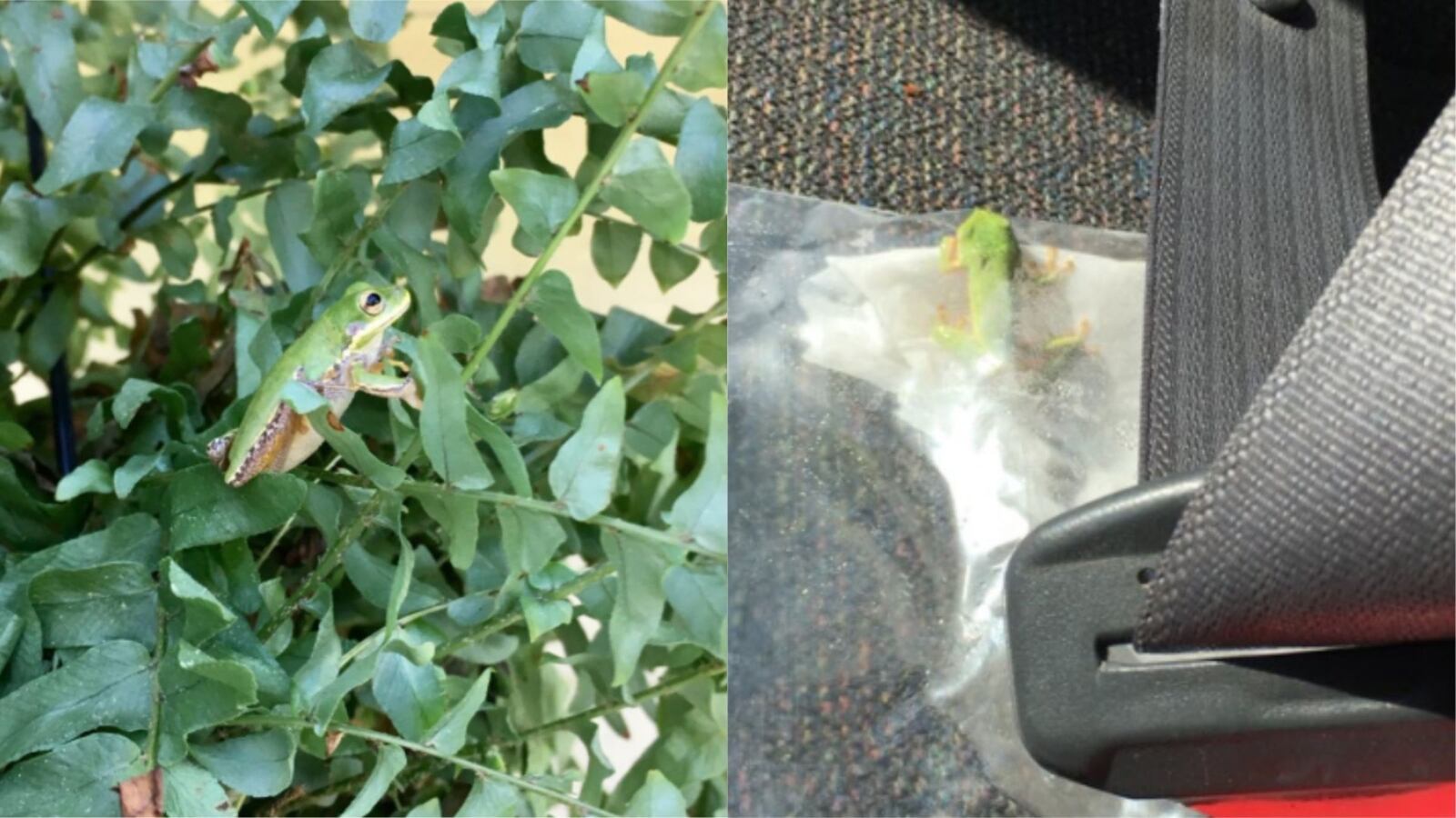 Frog Needing Rescured This man rescued a tiny tree frog from his car and it’s surprisingly ...