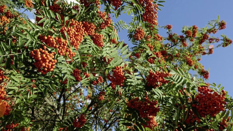 The bright red berries of the rowan 