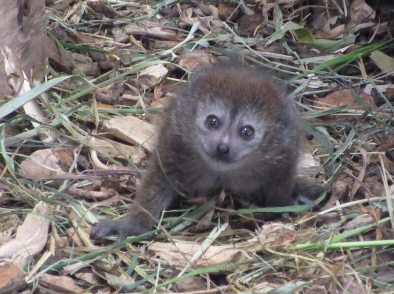 The baby lemur was born at Bristol's Wild Place Project (Wild Place Project/PA).