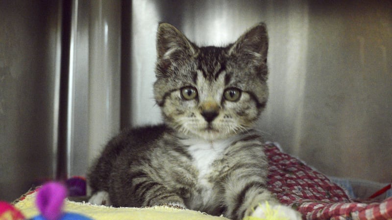 The kitten is resting in an animal shelter and is expected to make a full recovery.