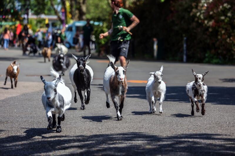 Goats running
