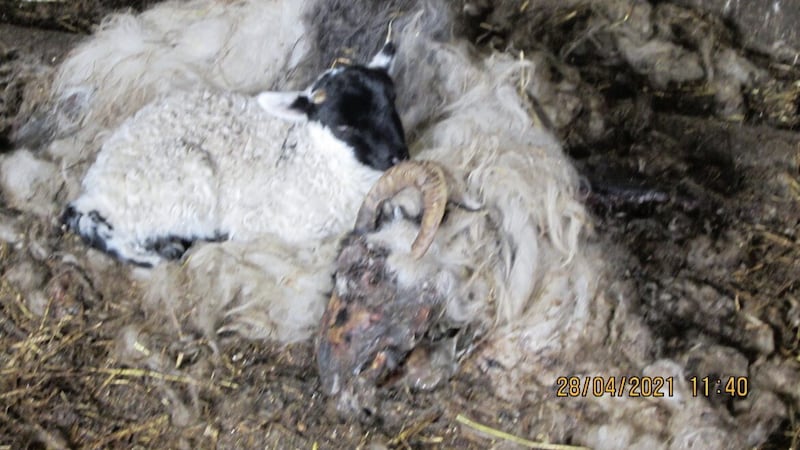 The carcass of a sheep was left unburied on Leslie Stewart&#39;s farm 