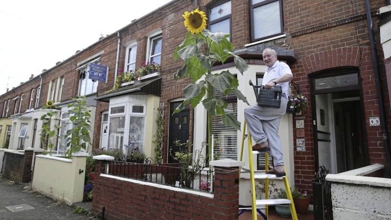 Leo McEvoy tends to his giant sunflower at his south Belfast home. Picture by Hugh Russell 