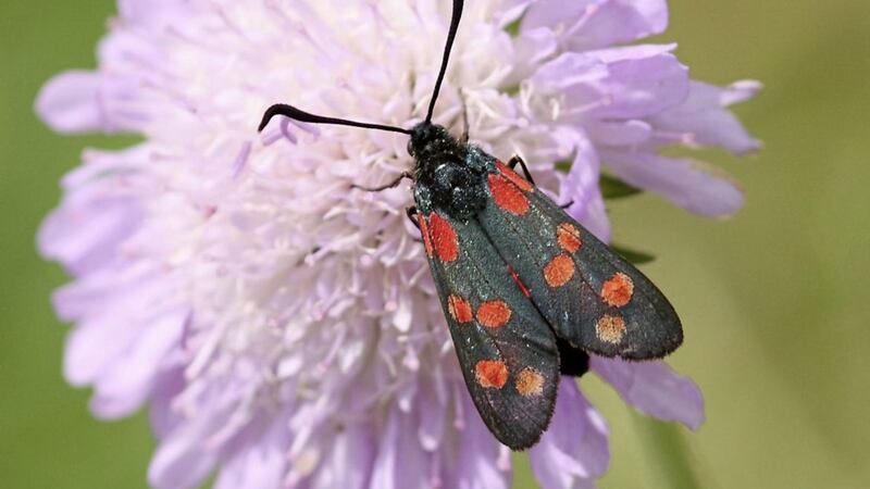 A six-spot burnet moth rests on a scabious flower. Picture by Dean Morley/PA 