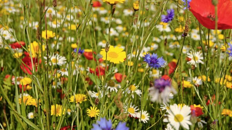 Meadows rich in poppy, cornflower and daisy blooms were once common across Ireland 