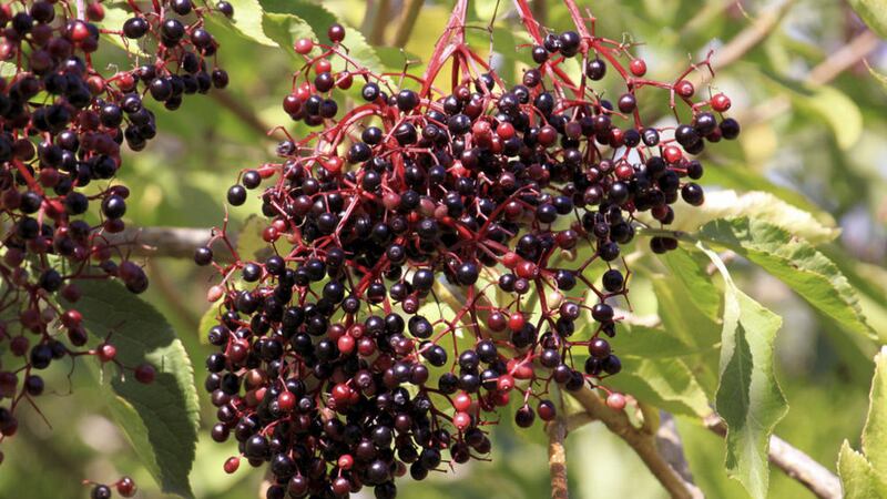 Gather elderberries to make a rich red jelly for meats 