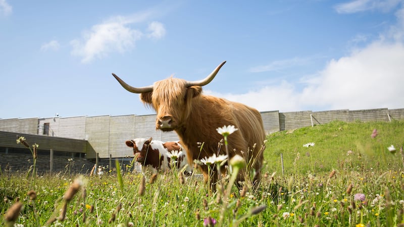 The National Trust for Scotland said the animals play a crucial role in maintaining the landscape.