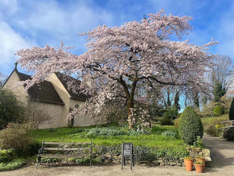 Yoshino Cherry blossom at Benthall Hall in Shropshire