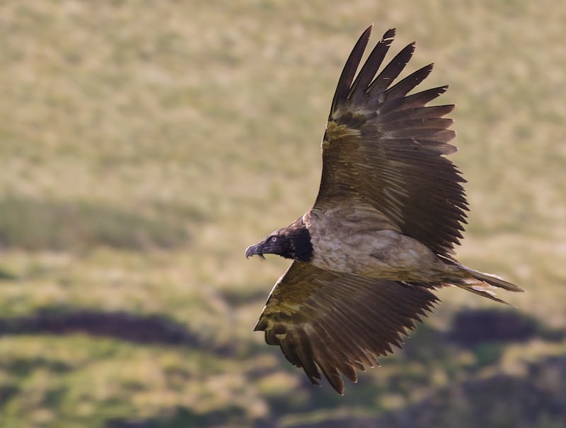 Bearded vulture spotted in UK for second time