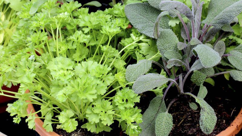 Snip and freeze your garden herbs before they go to seed 