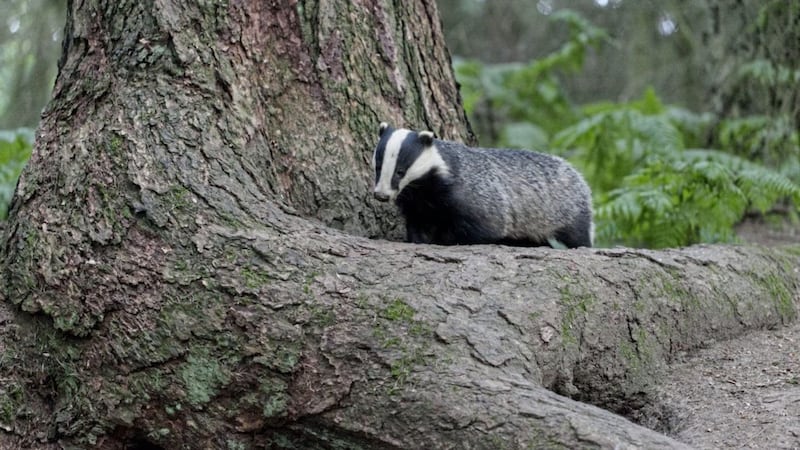 Badgers are nocturnal and rarely seen alive by most people &ndash; tragically we generally encounter them in the form of road kill 