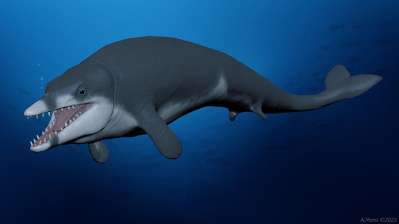 A reconstruction of what Tutcetus rayanensis may have looked like (Hesham Sallam/Mansoura University Vertebrate Paleontology Centre/PA)