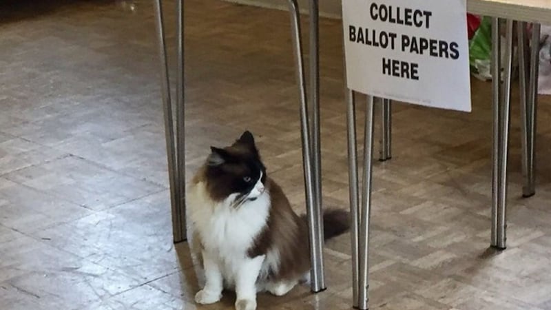 #catsatpollingstations is giving dogs a run for their money.