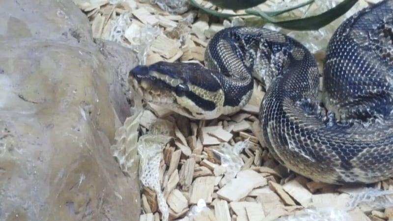 The Irish Society for the Prevention of Cruelty to Animals is seeking a loving new home for Penelope, a &quot;social and friendly&quot; Royal Python found in Leitrim in the summer 