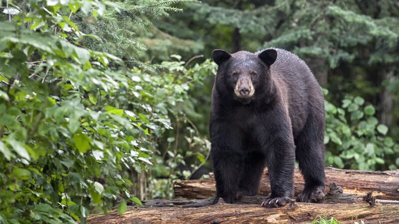 Casey Hathaway reportedly said the bear was his ‘friend in the woods’.
