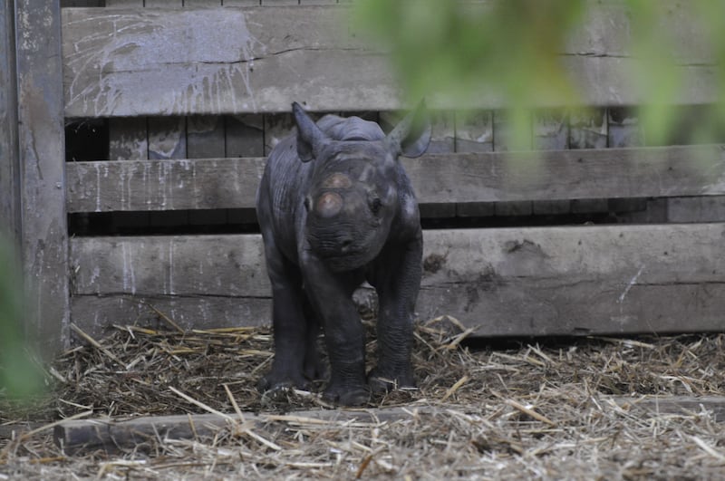 A critically endangered black rhino calf has been born at Flamingo Land zoo, in North Yorkshire.