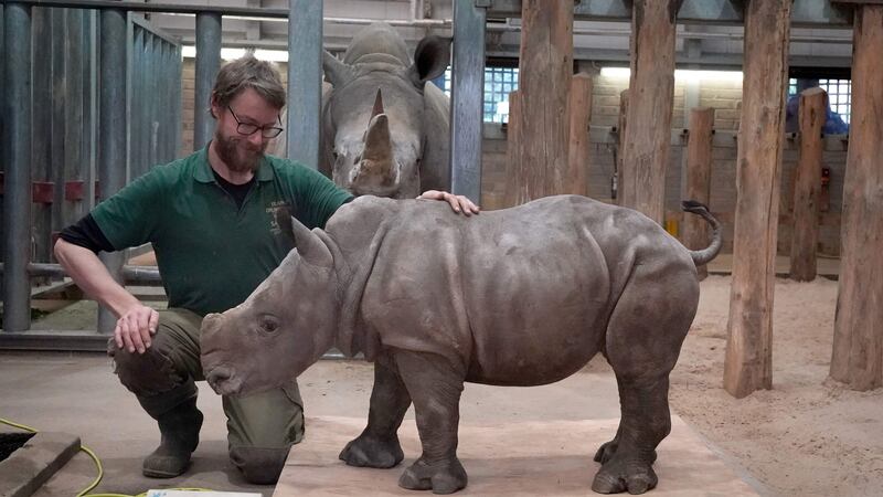 Southern white rhino Morag has doubled in size since being born at Blair Drummond Safari Park in October.