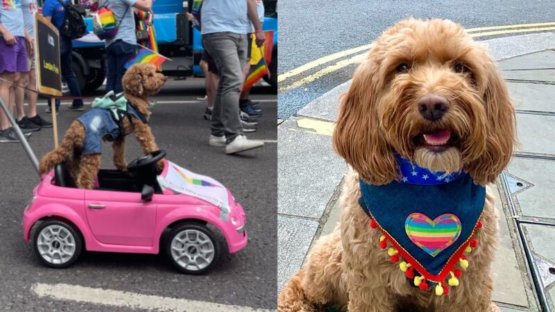 One attendee said seeing the dogs donned in colour added ‘that extra level of joy’ to the day.
