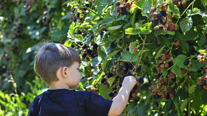 A forage in the hedgerows for a handful of blackberries could give you a super hit of nutrients &ndash; not bad for free food 