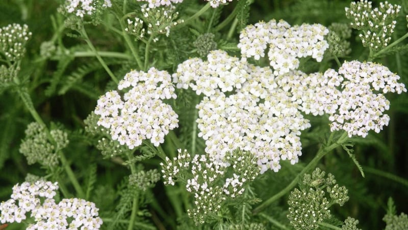 The Irish for yarrow is athar thal&uacute;n &ndash; father of the land 