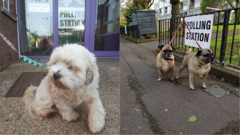It’s local election day and these pooches are doing their civic duty.