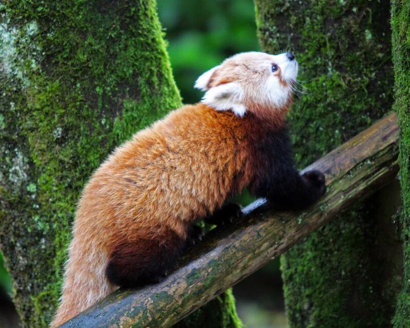 Missing red panda