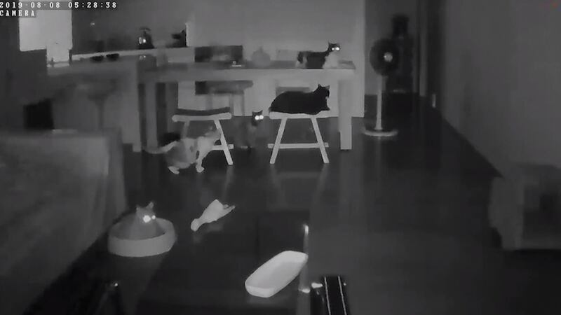 The cats were captured in security footage from the nation’s capital Taipei.