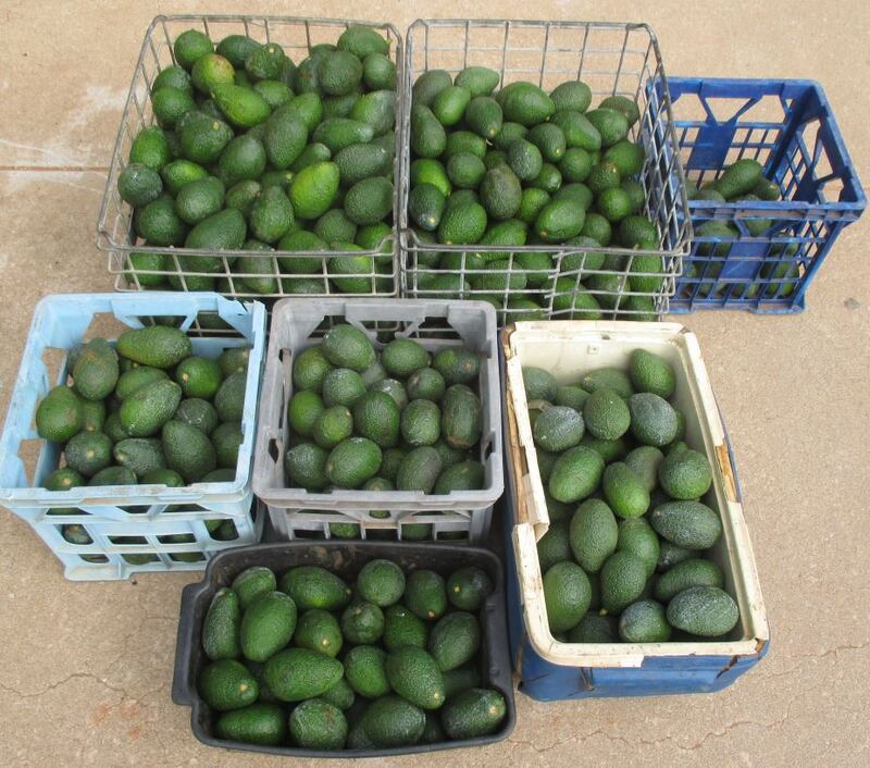 Hundreds of stolen avocados