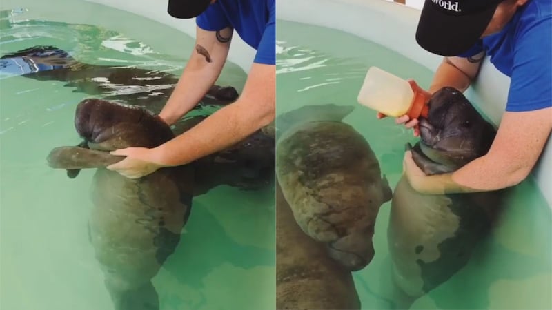 The manatees’ bottles are filled with an infant formula with plant oils, protein sources, coconut oil, macadamia nut oil, and palm oil.