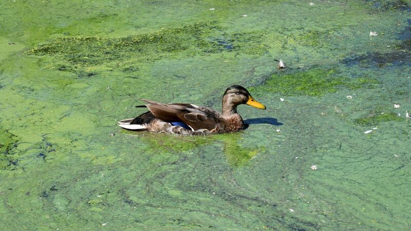 A mallard duck swims through the sludge of green algae at Kinnego Marina on Lough Neagh