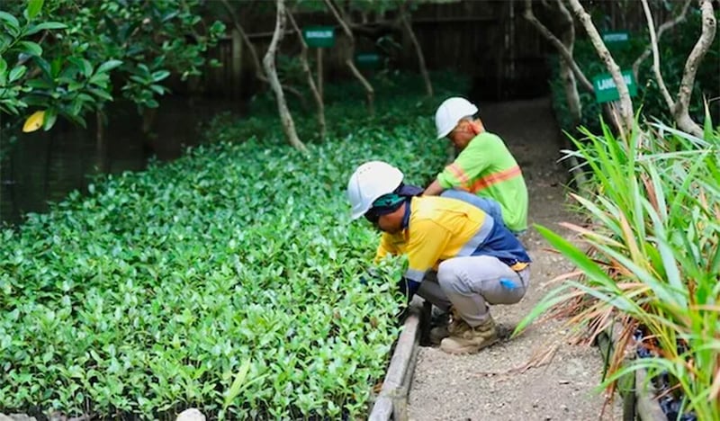 Workers check young mangroves in a marine protected area at the Tigbao coastal village, in Aroroy town, Masbate province, Bicol. (Photo by Rhaydz B. Barcia)