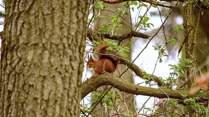 Although classed as native in Ireland, the red squirrel became extinct here in the late 17th century due to the fur trade