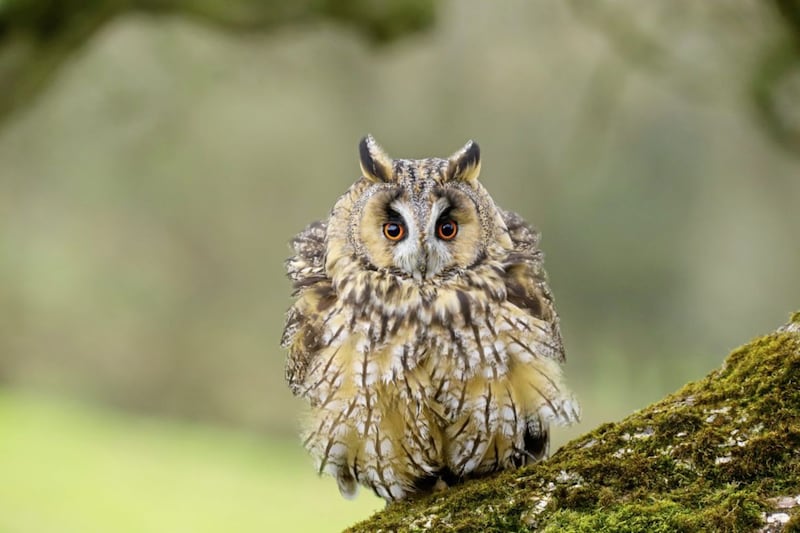 The long-eared owl is one of two resident owl species in Ireland.