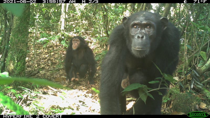 Chimpanzees caught on camera