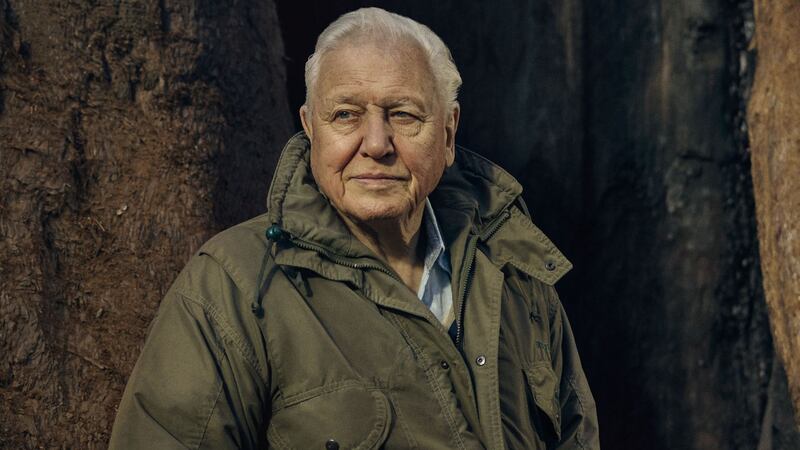 The veteran broadcaster said the series would explore a ‘neglected yet truly remarkable part of the natural world’.