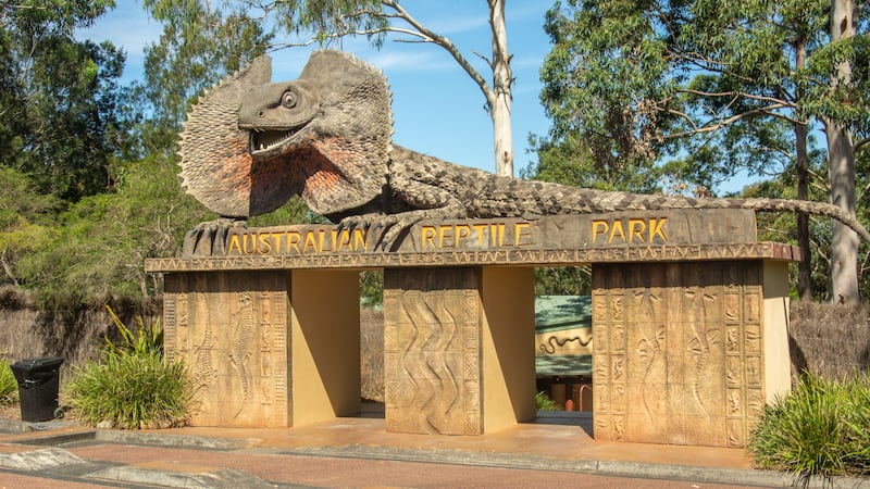 The largest male specimen of the world’s most poisonous arachnid is being housed at the Australian Reptile Park